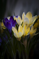 Image showing crocus