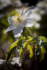 Image showing wood anemone