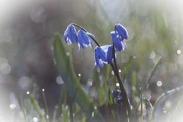 Image showing scilla