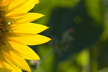 Image showing sunflower 3