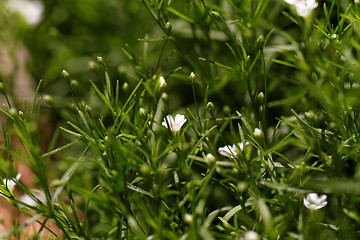 Image showing Sweet alyssum