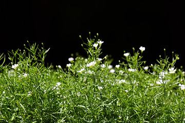 Image showing Sweet alyssum