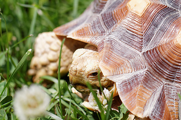 Image showing African Spurred Tortoise