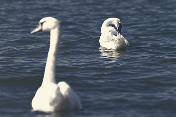 Image showing White swan