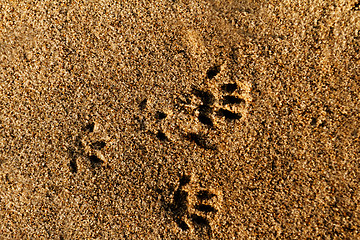 Image showing Animal foot print