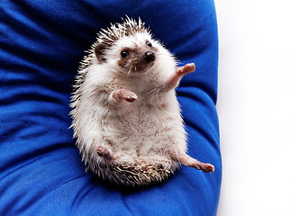 Image showing Cute hedgehog