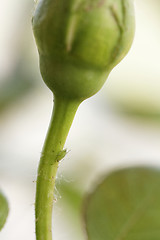 Image showing Green aphid