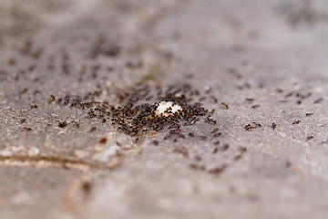 Image showing Ants of bread