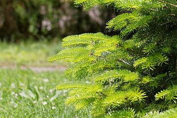 Image showing Fir tree