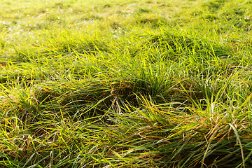 Image showing Green grass