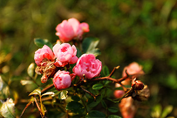 Image showing Pink roses