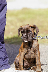 Image showing Boxer dog