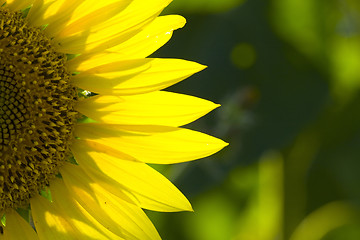 Image showing sunflower 6