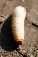 Image showing Chafer grubs