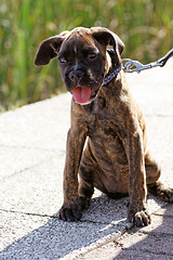 Image showing Boxer dog