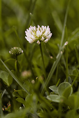 Image showing Alfalfa