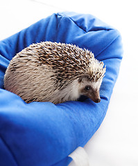 Image showing Cute hedgehog