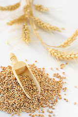 Image showing close up of pearl barley