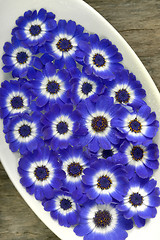 Image showing Blue and white cineraria flowers in a vase