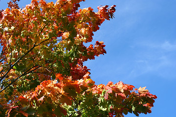 Image showing Maple tree in autumn