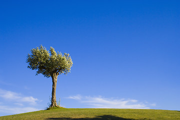 Image showing lonely tree 10