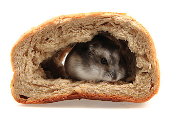 Image showing dzungarian hamster in the bread