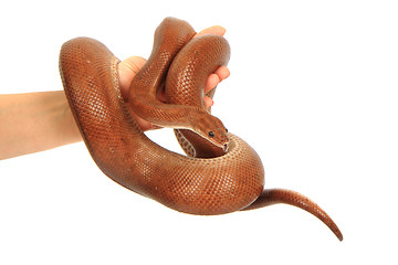 Image showing rainbow boa snake