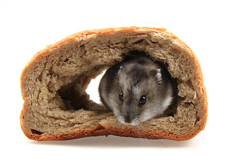 Image showing dzungarian hamster in the bread