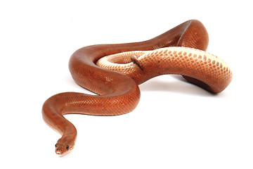 Image showing rainbow boa snake