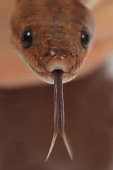 Image showing rainbow boa snake