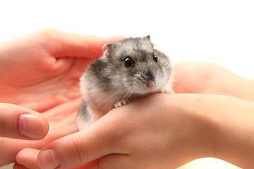 Image showing dzungarian hamster in human hands