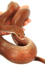 Image showing rainbow boa snake