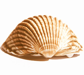 Image showing  Shell picture vintage