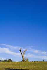 Image showing Lonely trees 14