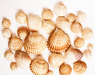 Image showing  Shells vintage