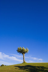 Image showing Lonely trees 16