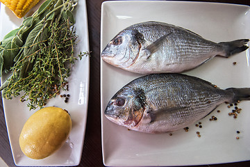 Image showing Fresh uncooked dorado 