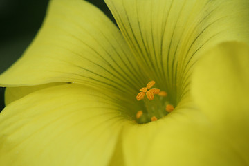 Image showing Yellow flower