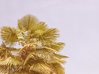 Image showing Retro looking Palm tree