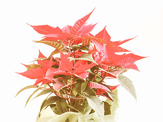 Image showing Retro looking Poinsettia Christmas star