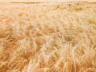 Image showing Retro looking Barleycorn field