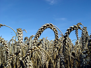 Image showing ripe wheat