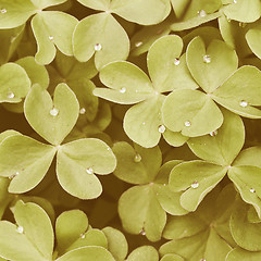 Image showing Retro looking Shamrock