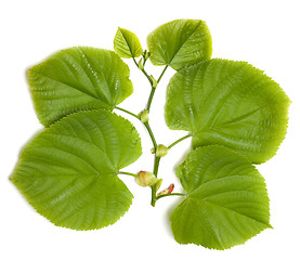 Image showing Spring tilia leafs