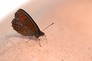 Image showing Butterfly on skin