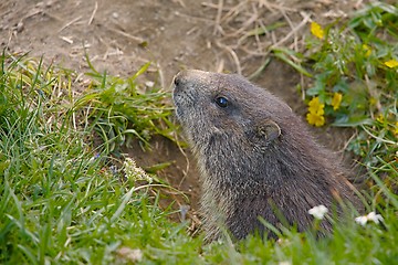 Image showing Marmot in it\'s hole