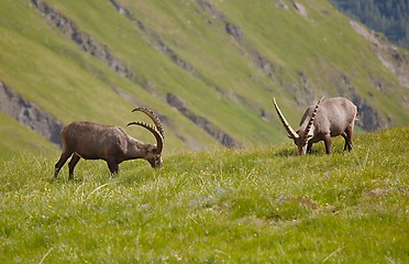 Image showing Alpine Ibex