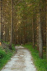 Image showing Forest walking route