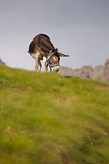 Image showing Grazing Donkey