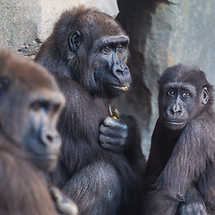 Image showing Gorilla apes family.